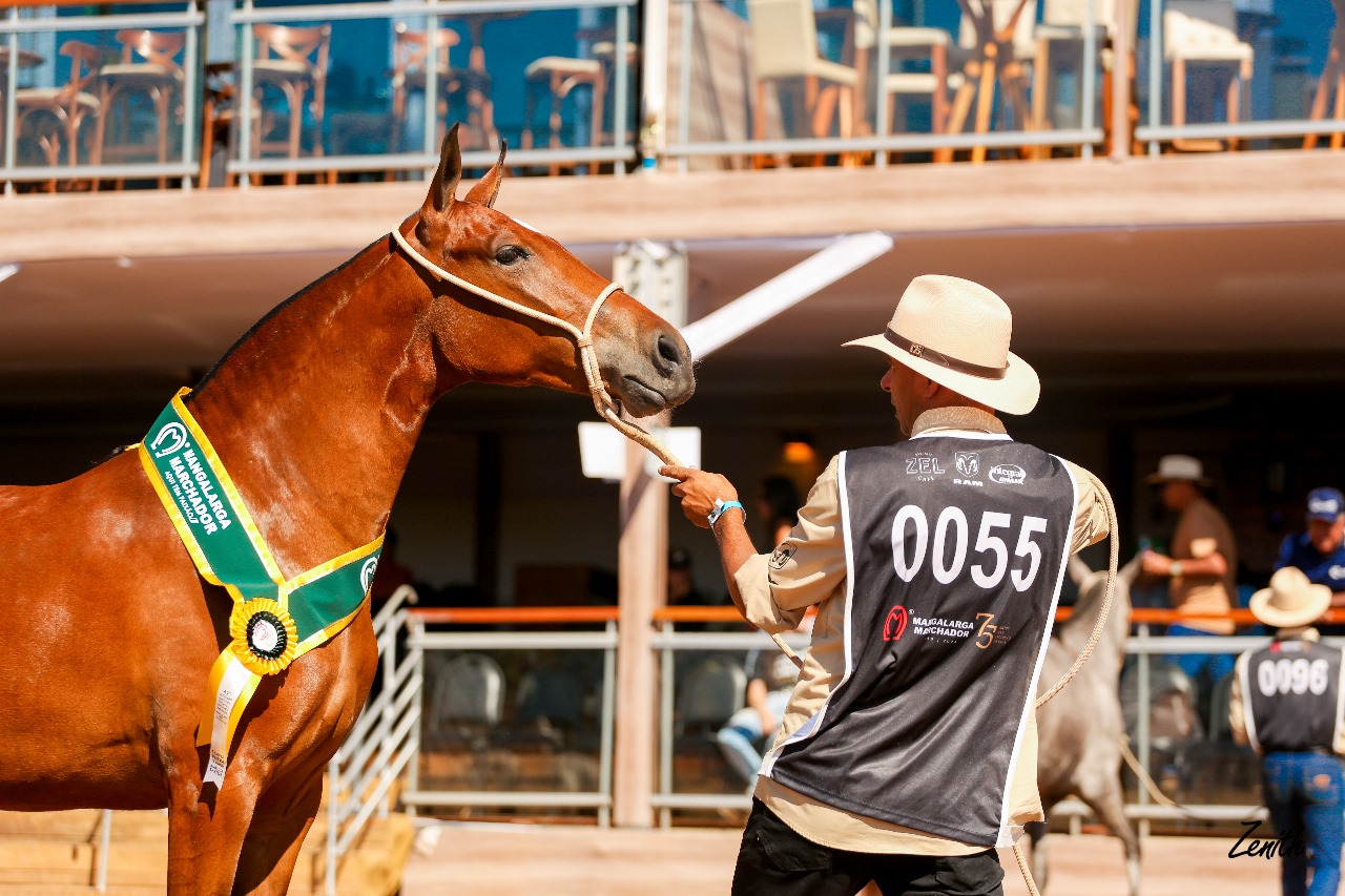 Cavalo premiado em apresentação do Mangalarga Marchador