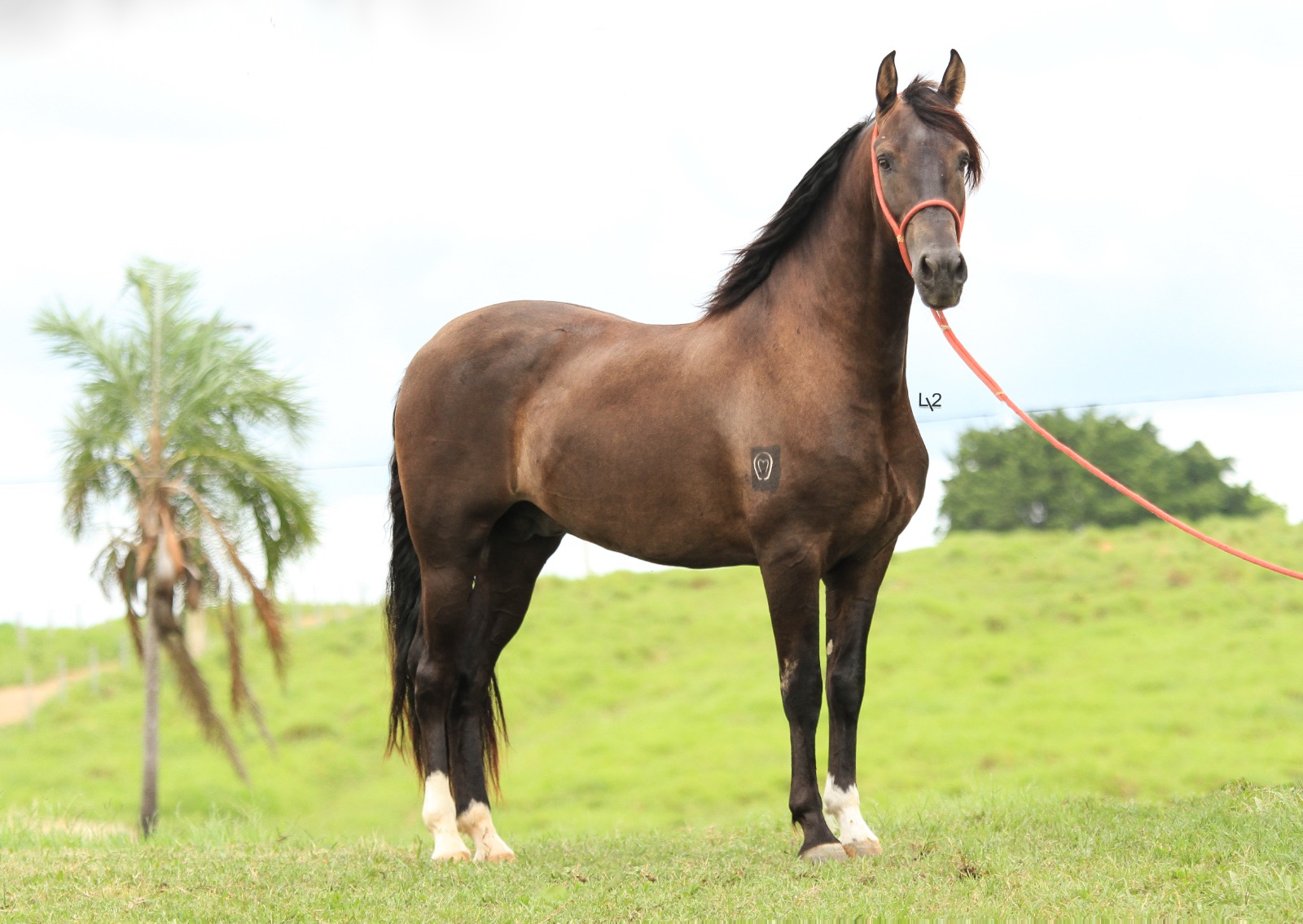 Cavalo em criação no campo