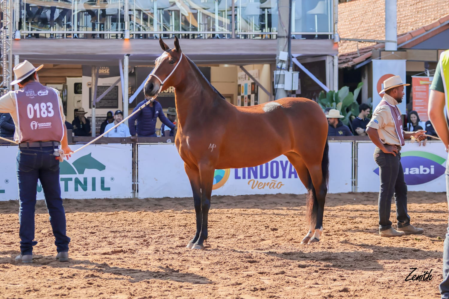 Cavalo apresentado em exposição do mercado equestre