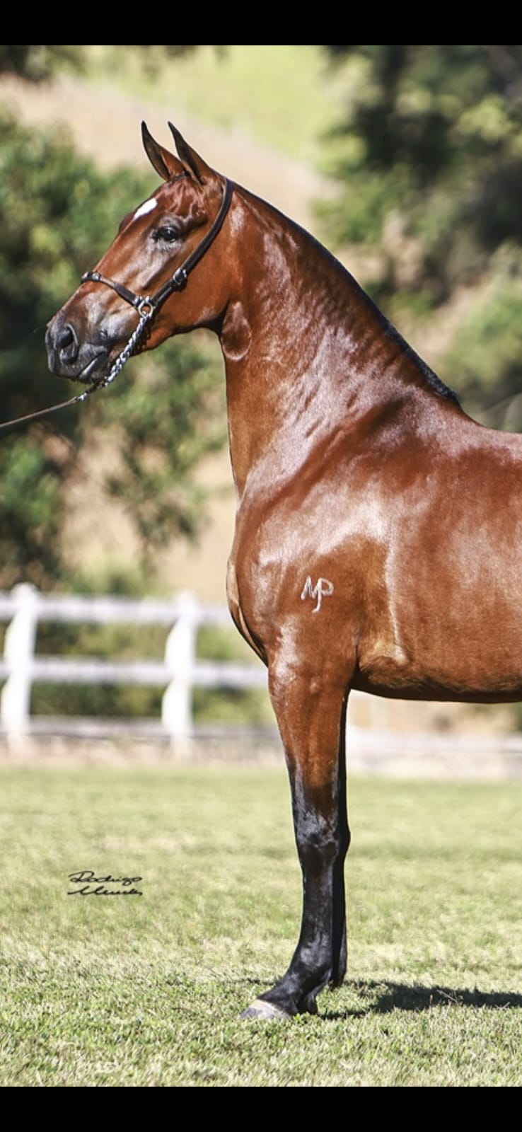 Cavalo Mangalarga Marchador em retrato